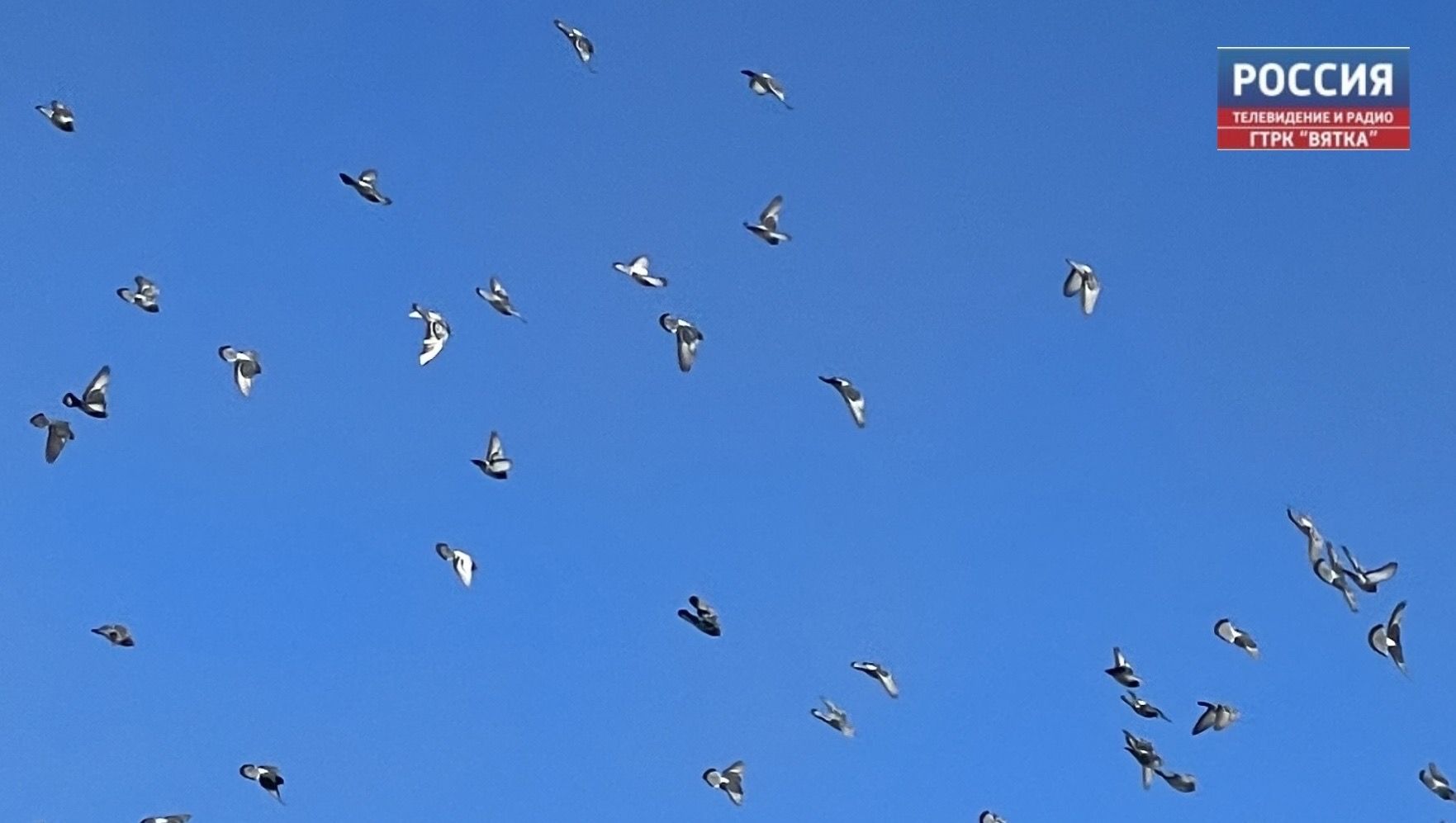 В Кировской области назвали самых популярных и редких птиц