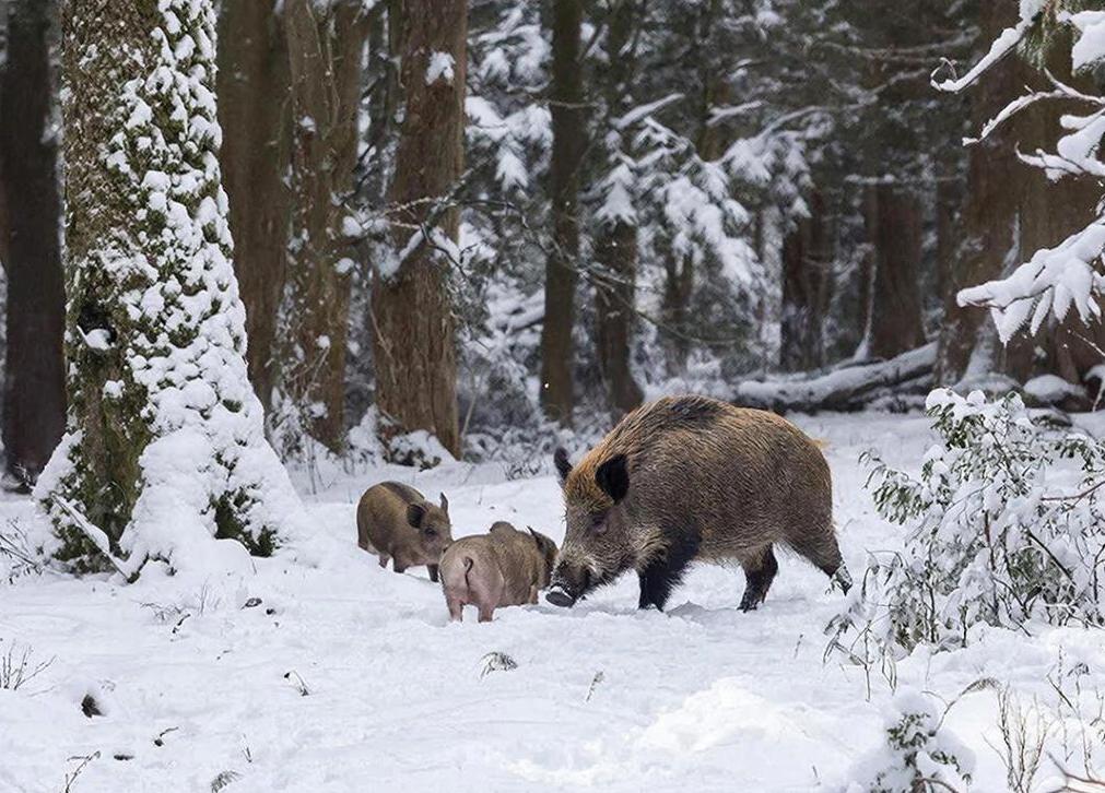 Завершился сезон охоты на кабана, птиц и пушных зверей в Кировской области