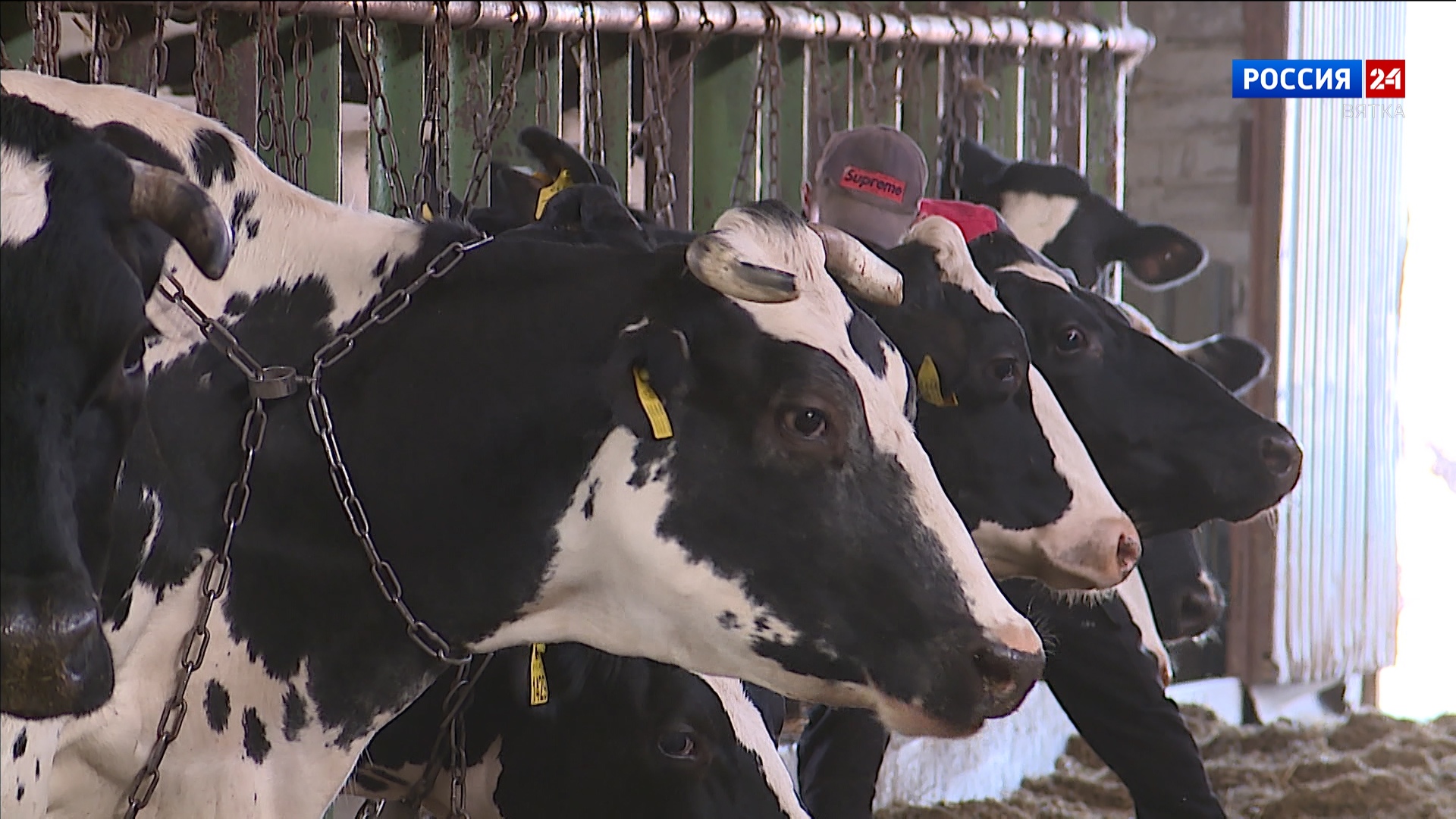 В Кировской области планируют развивать переработку молока