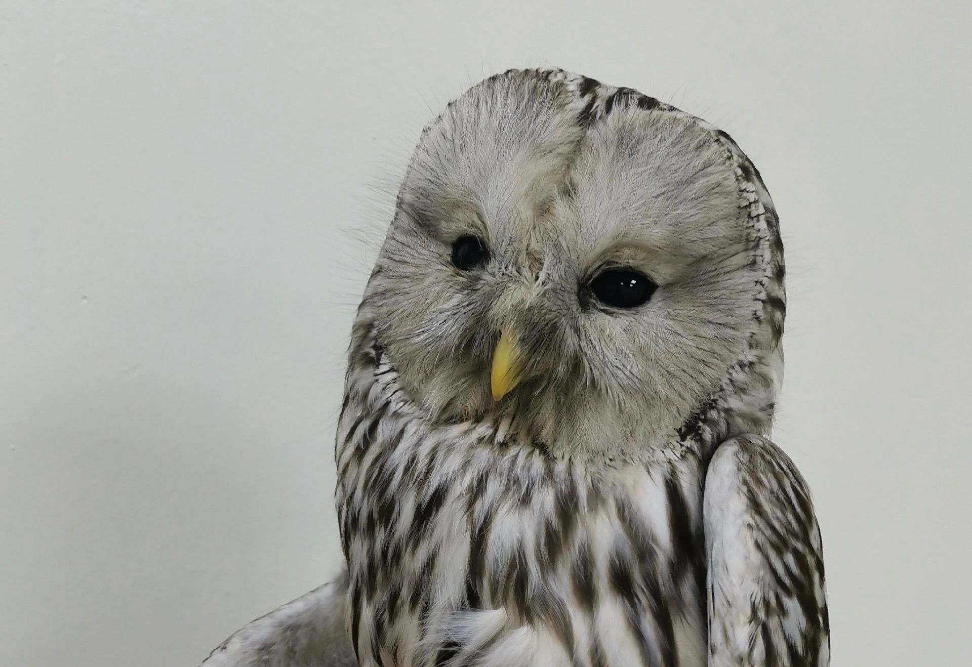 В «Большом гнезде» выхаживают длиннохвостую неясыть