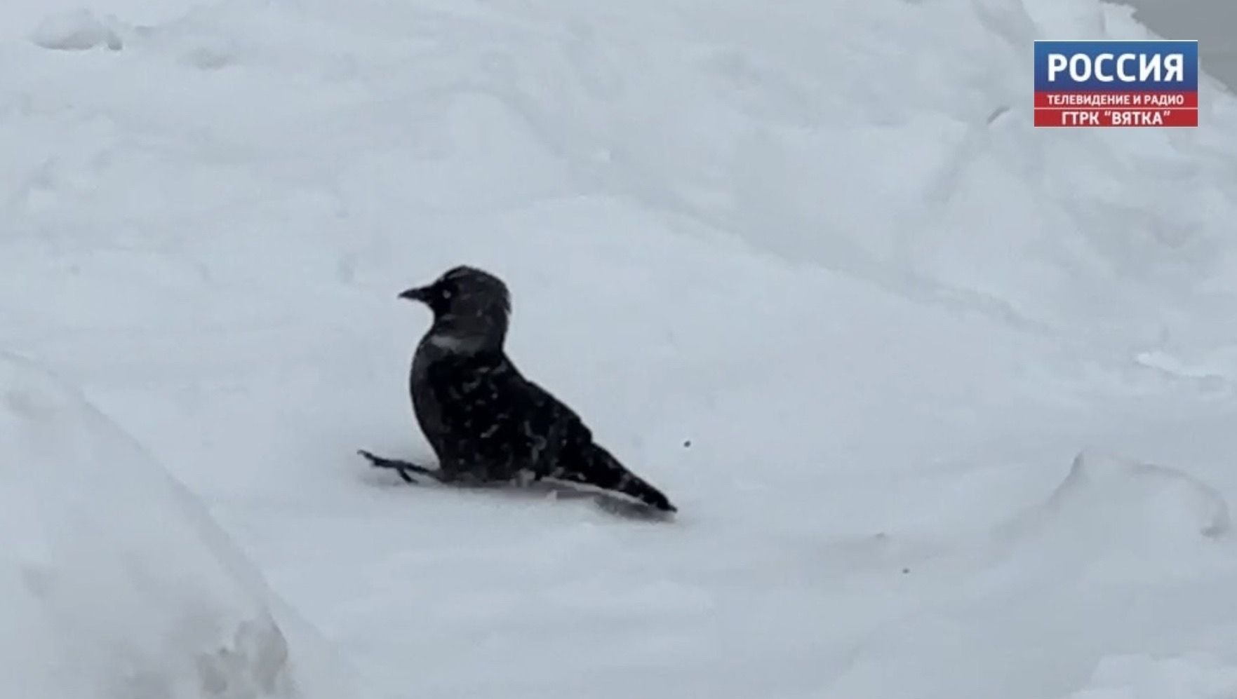 С приходом весны в Кировской области заметили первых перелетных птиц