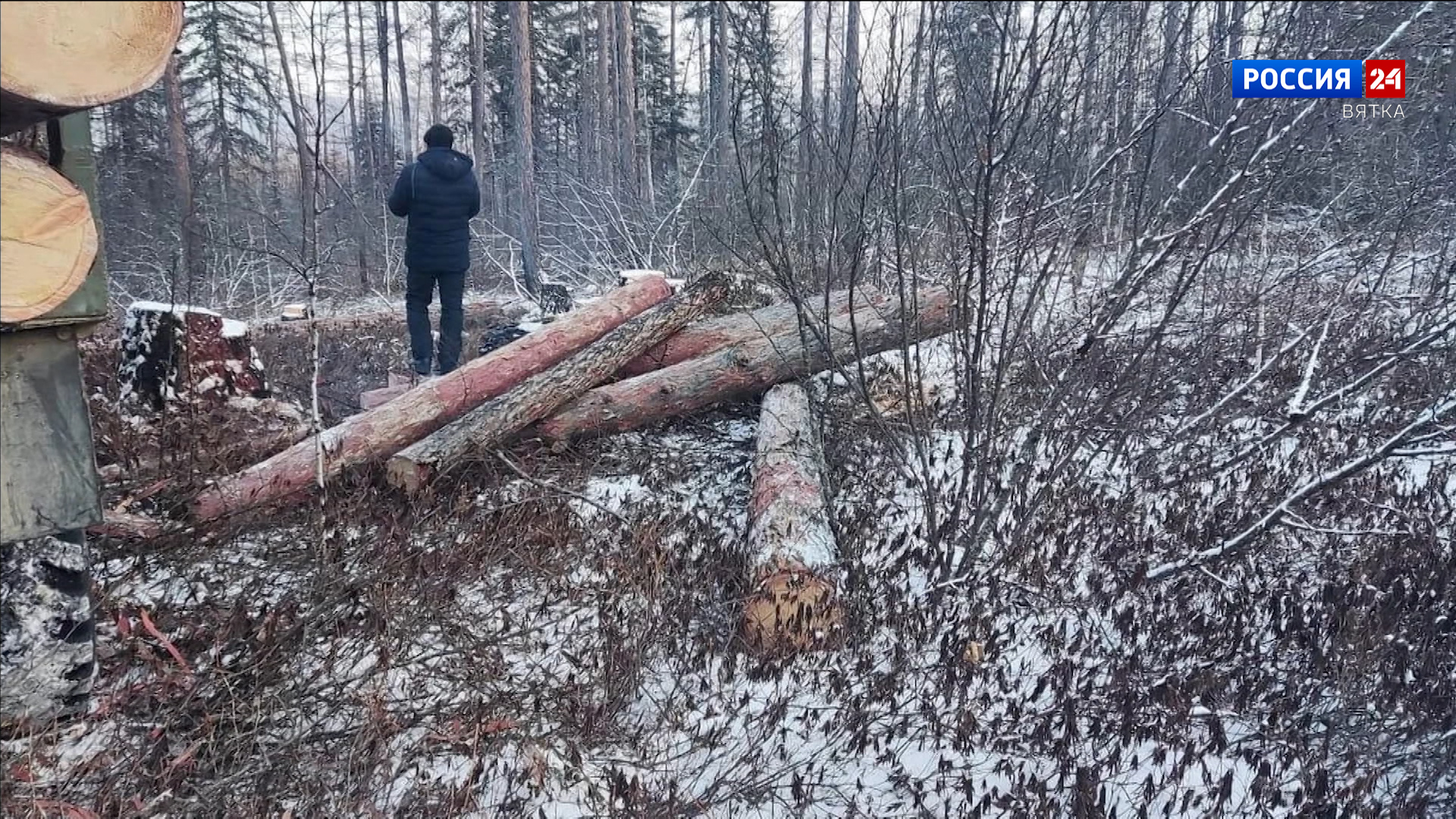 В Кировской области вынесли приговор за незаконную рубку леса