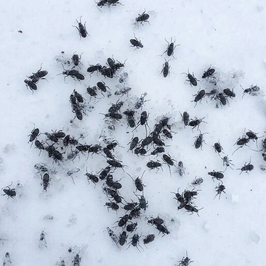 В Кирове обнаружили «cнежных блох»