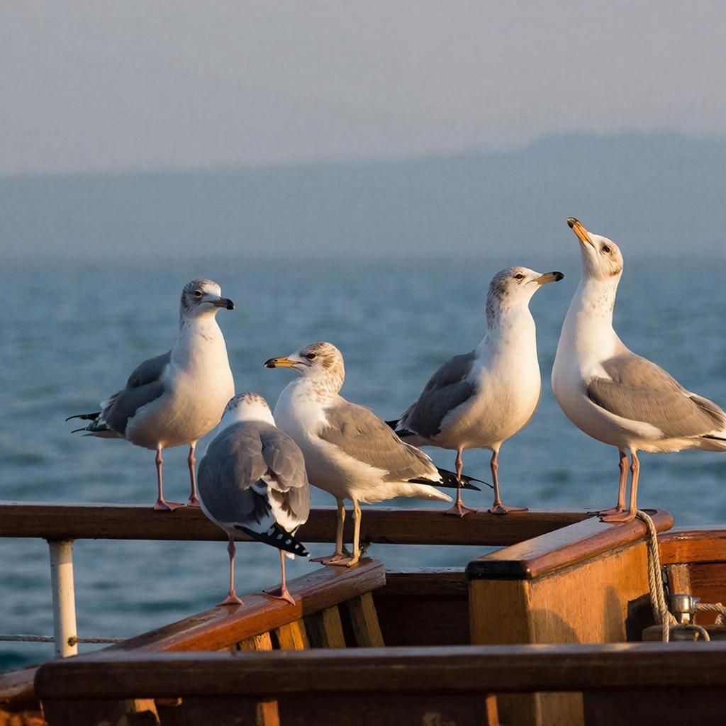 В зоологический музей приглашают кировчан для знакомства с орнитофауной