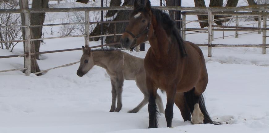 Воспроизводство Вятской породы: в России родился первый жеребенок, зачатый методом ЭКО