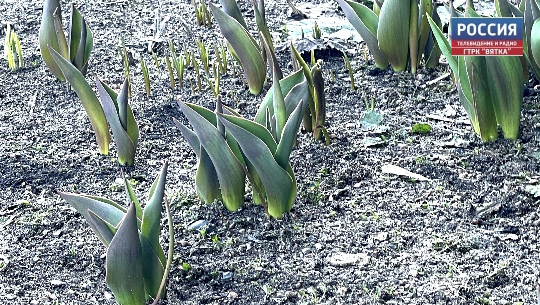 Во вторник в Кирове до  16 и переменная облачность