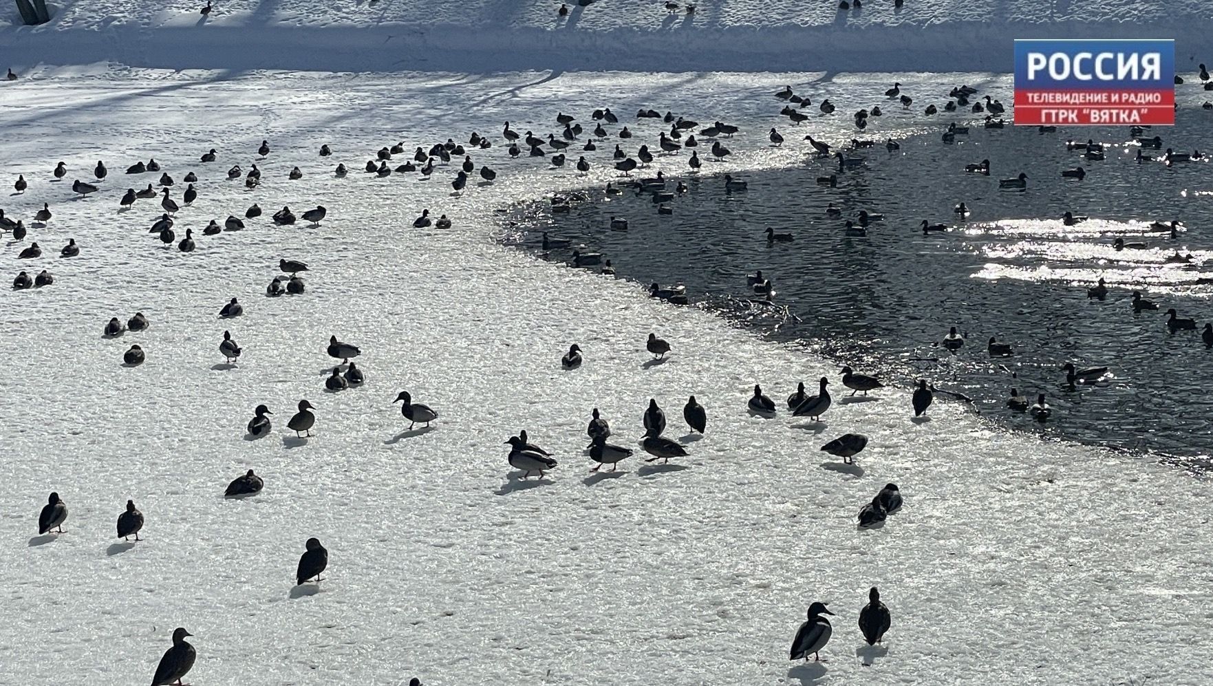 Кировчанам напоминают об опасности тонкого льда весной