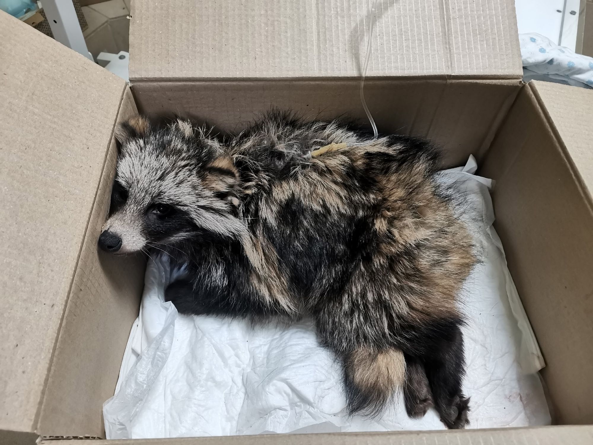 В «Большом гнезде» выхаживают енотовидную собаку с переломом позвоночника