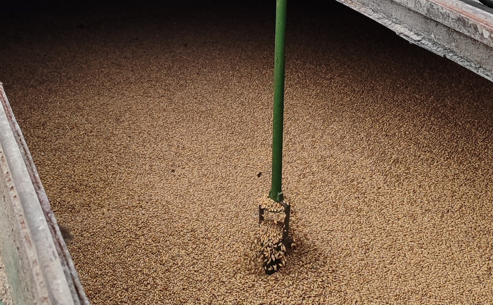 В Кировскую область ввезено 1192 тонны пивоваренного солода