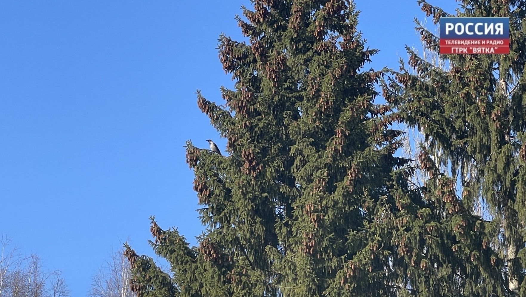 В четверг в Кирове прогнозируют малооблачную погоду и  11