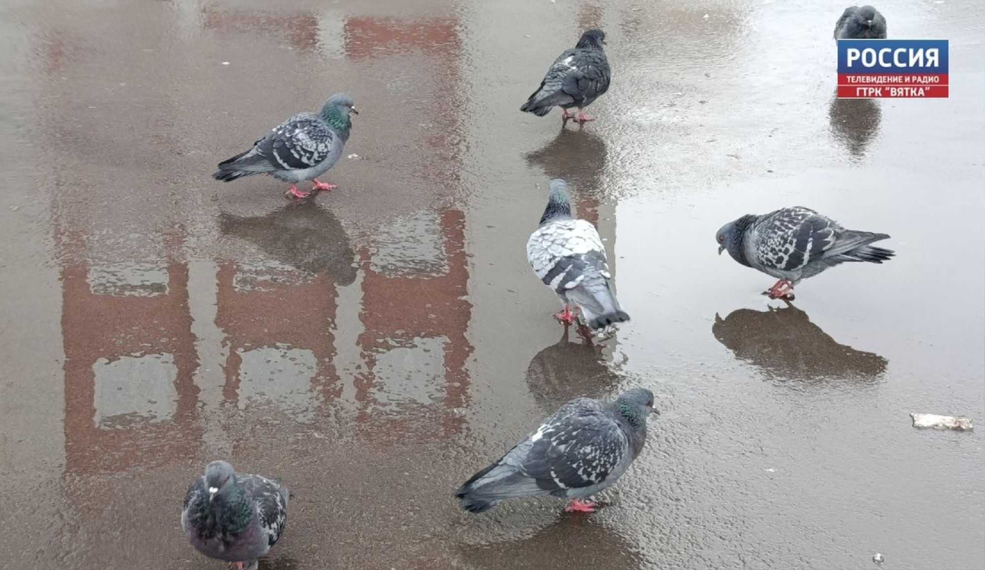 В пятницу в Кировской области обещают небольшой дождь