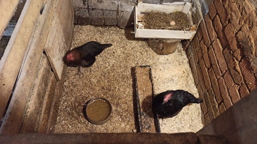 В Кировской области проведут вакцинацию домашней птицы