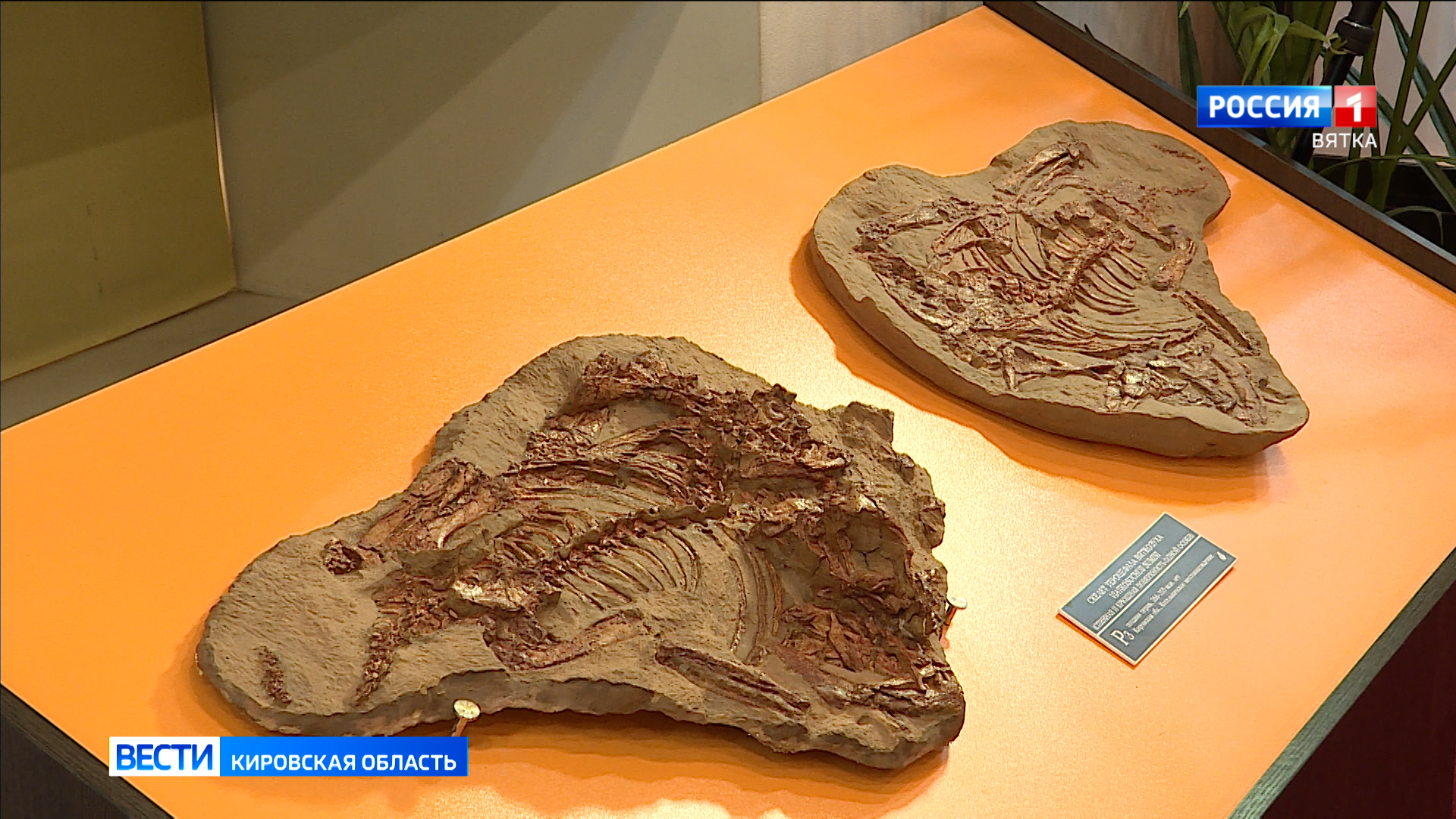 В международном журнале палеобиологии опубликована статья о «вятском крокодиле» из Котельничского местонахождения