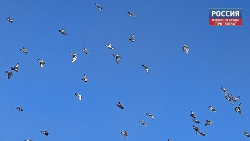 В Кировской области назвали самых популярных и редких птиц