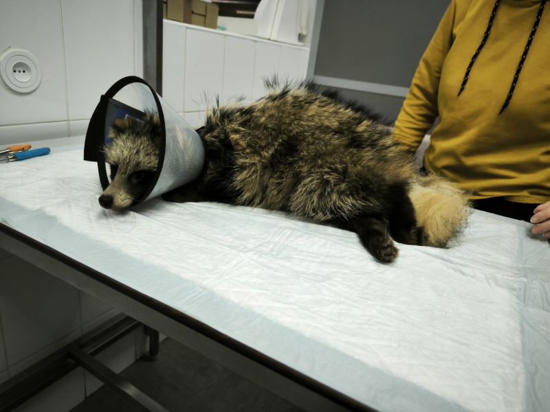 Енотовидных собак из «Большого гнезда» показали неврологу