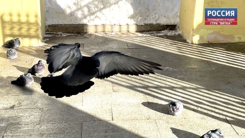 В понедельник в Кирове малооблачно и  14