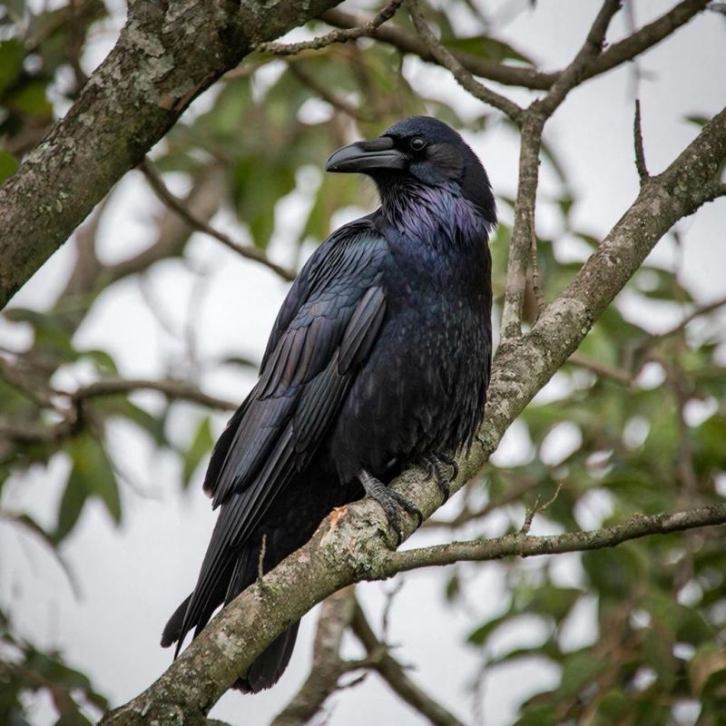 В Кировской области наблюдают за возвращением перелетных птиц