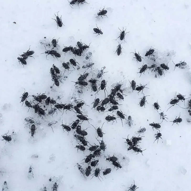 В Кирове обнаружили «cнежных блох»