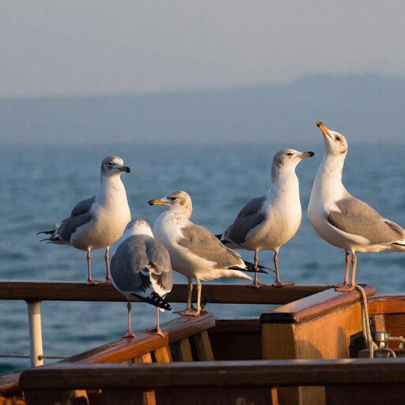 В зоологический музей приглашают кировчан для знакомства с орнитофауной