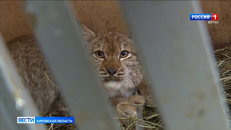 В «Большом гнезде» выхаживают котенка рыси, пойманного в Кирове