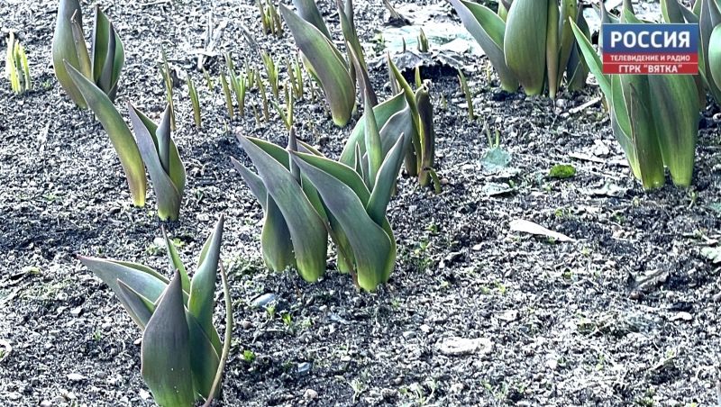 Во вторник в Кирове до  16 и переменная облачность