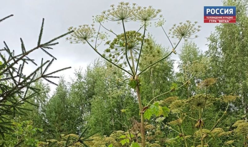 В Кирово-Чепецке заключили контракт на обработку территории от борщевика Сосновского
