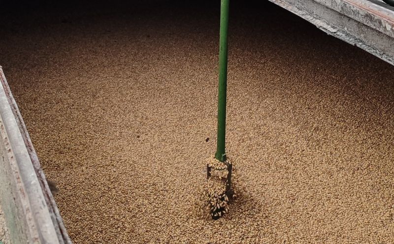 В Кировскую область ввезено 1192 тонны пивоваренного солода