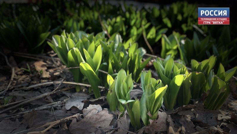 В среду в Кирове без осадков и до  16
