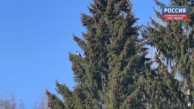 В четверг в Кирове прогнозируют малооблачную погоду и  11