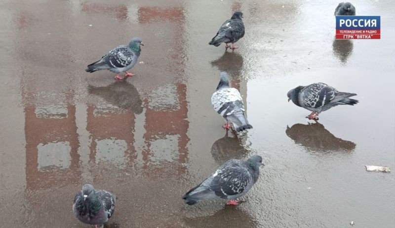 В пятницу в Кировской области обещают небольшой дождь