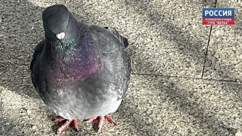 В четверг в Кировской области прогнозируют до  6 градусов