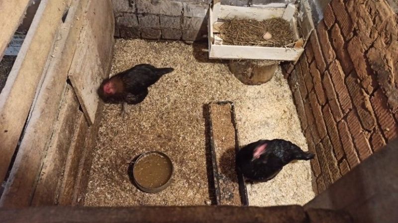 В Кировской области проведут вакцинацию домашней птицы