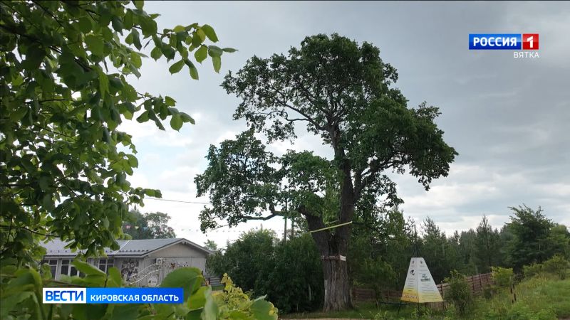В Кировской области выберут дерево для Всероссийского конкурса «Российское дерево года» за 2026 год