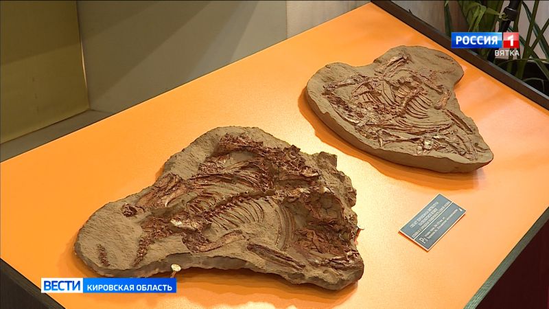 В международном журнале палеобиологии опубликована статья о «вятском крокодиле» из Котельничского местонахождения