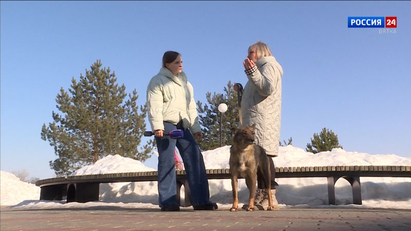 В Кирове жертвами бродячих собак стали домашние питомцы и люди