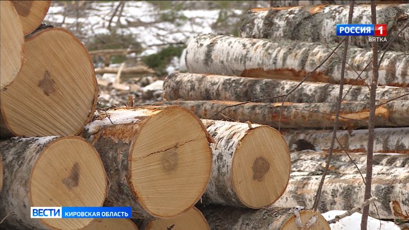 В регионе запускают проект «Бережливый лес Вятки»
