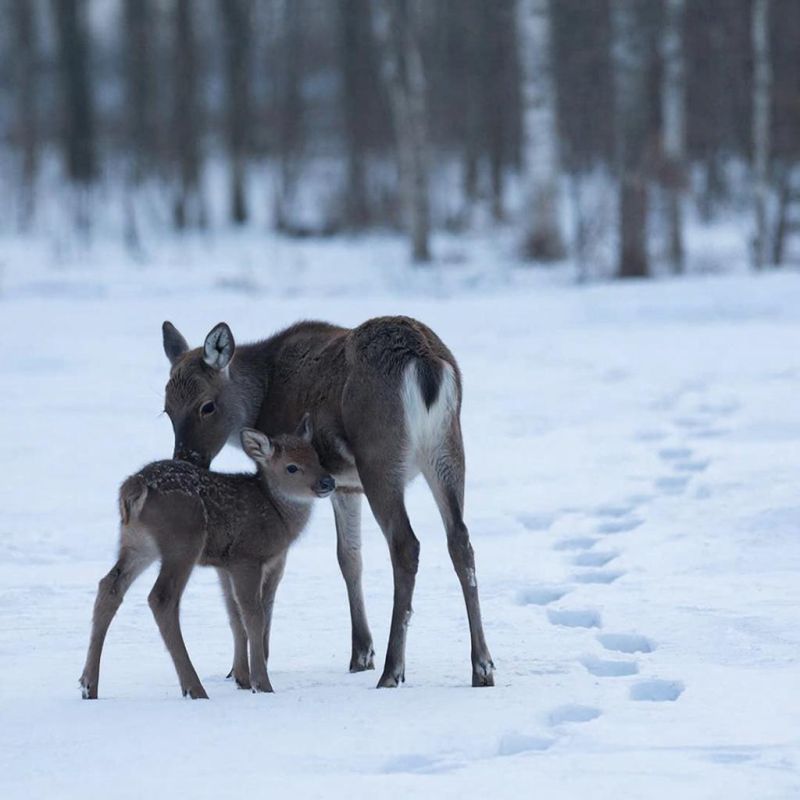 Экологи рассказали об опасностях, грозящих животным и птицам в весенний период