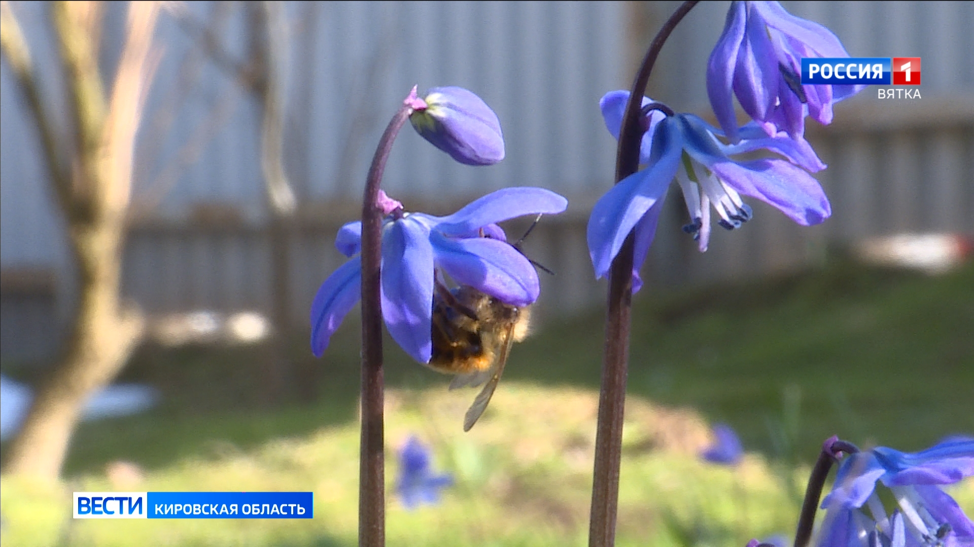 В Кировской области после продолжительной теплой погоды началось похолодание