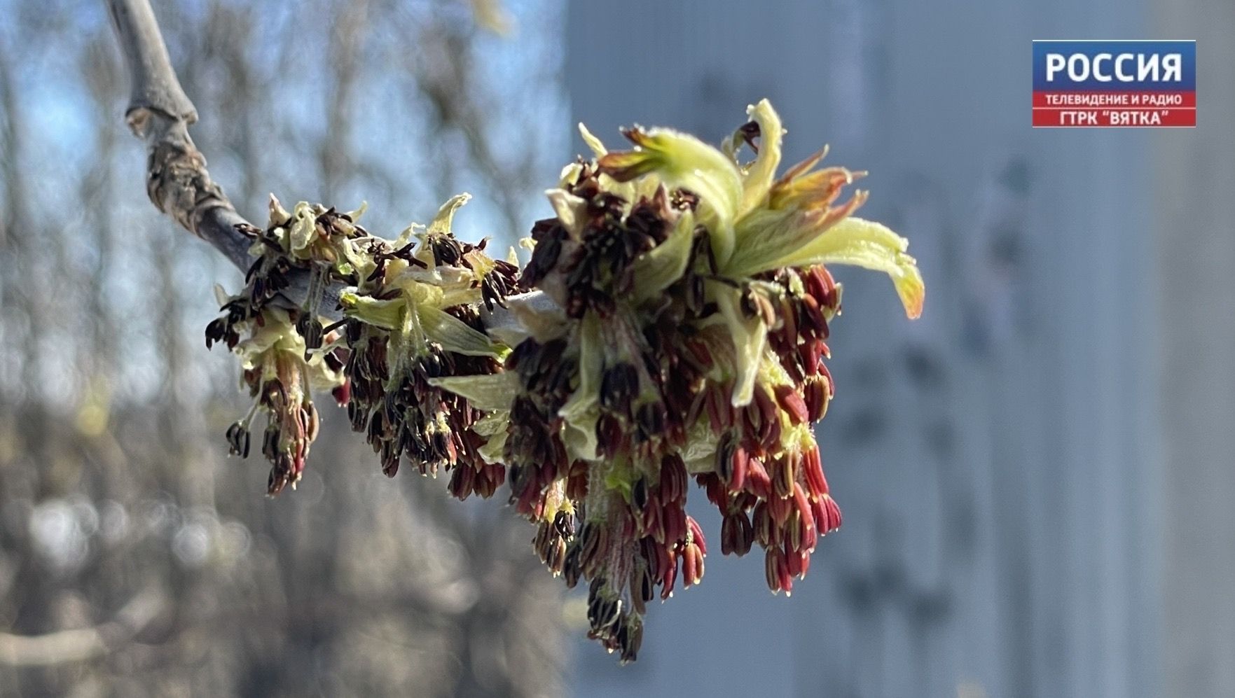 В пятницу в Кирове возможен дождь и до  11