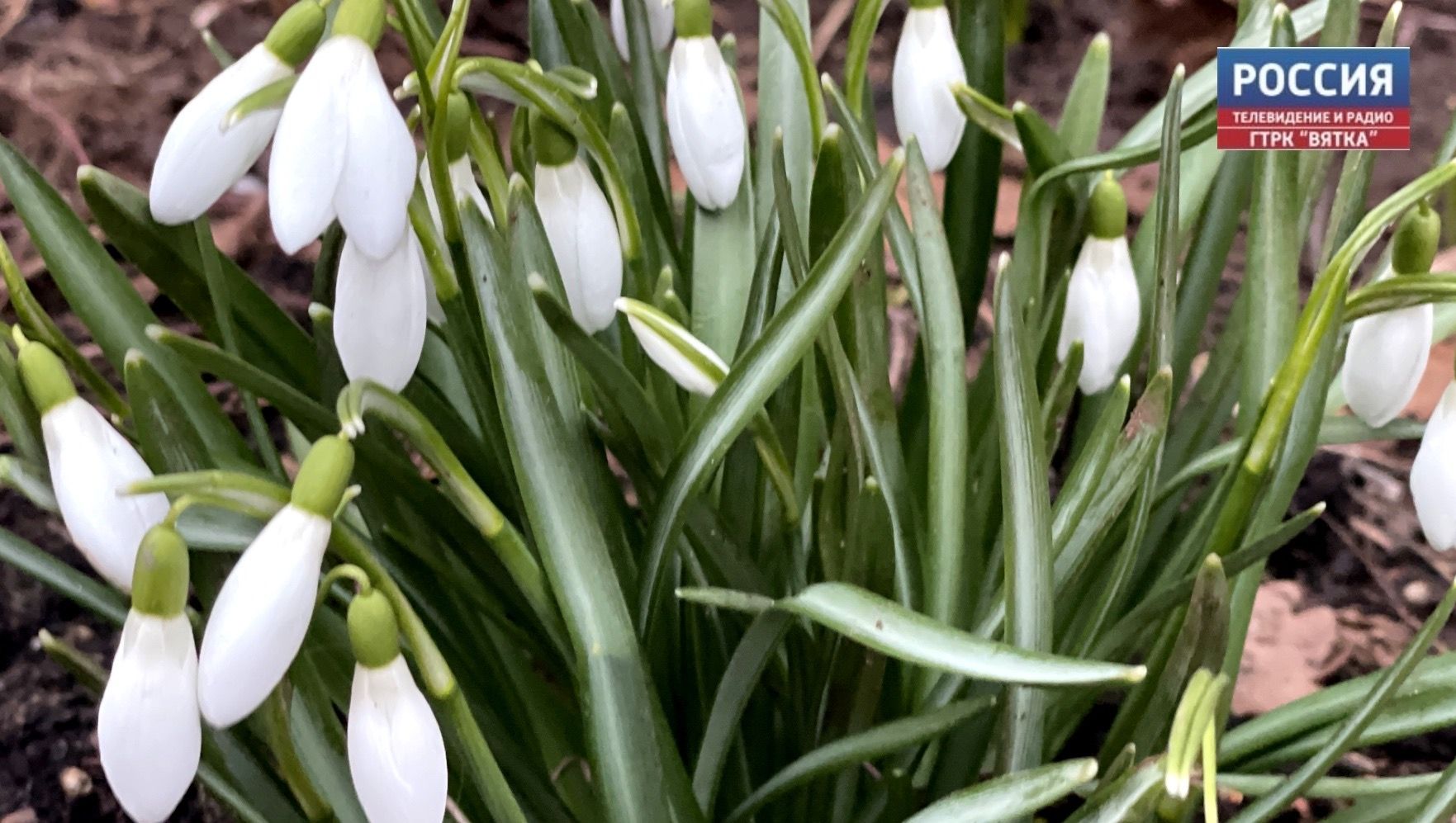 В понедельник в Кирове обещают похолодание и дождь