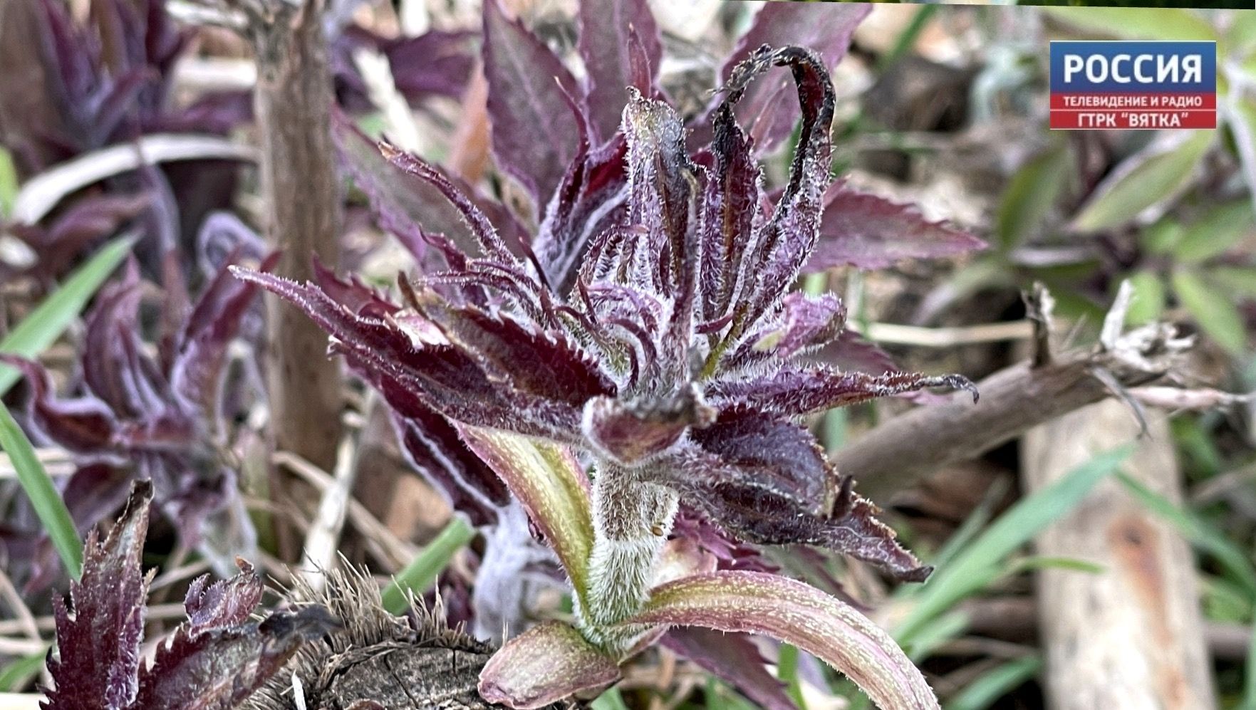 Во вторник в Кирове похолодает до  7 и возможен снег