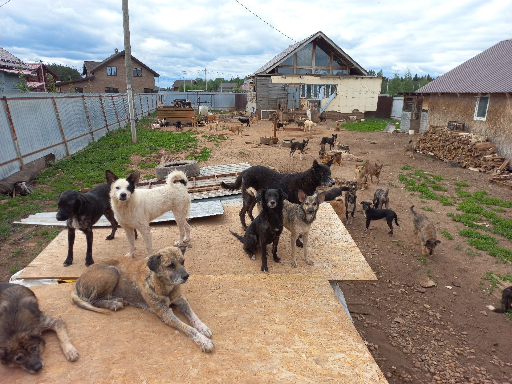 В Слободском по решению суда переселили сотню собак