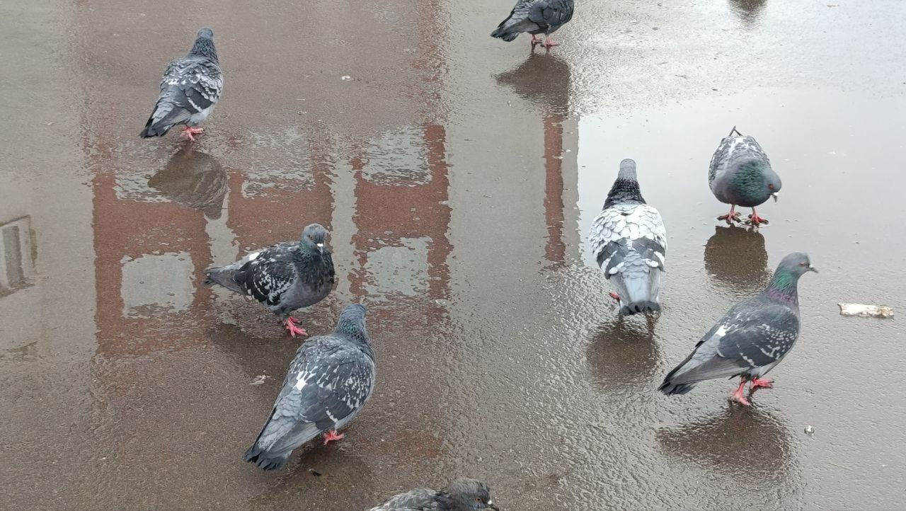 В субботу в Кировской области ожидается сильный дождь