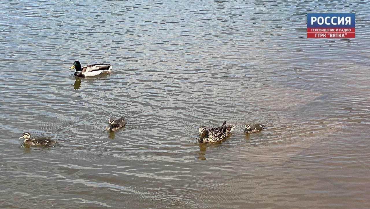 В Кировской области подтоплена 191 придомовая территория