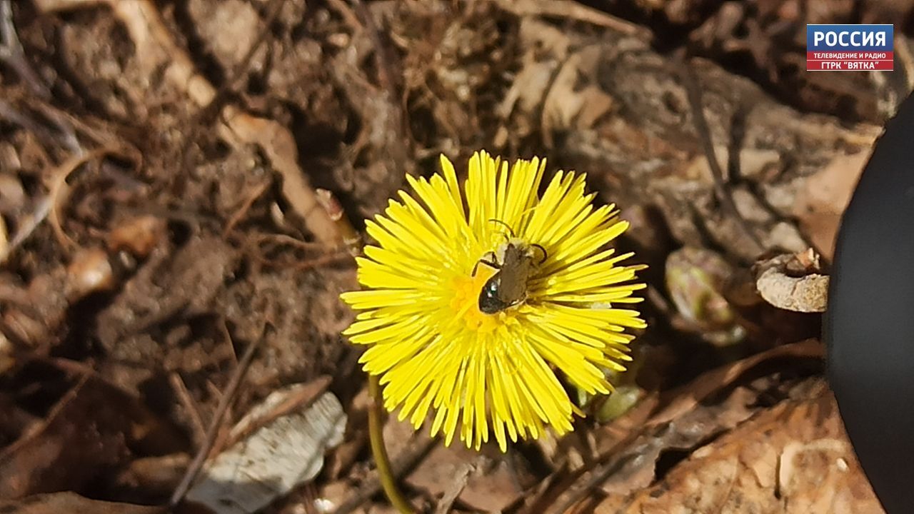 Стало известно, когда тепло вернется в Кировскую область