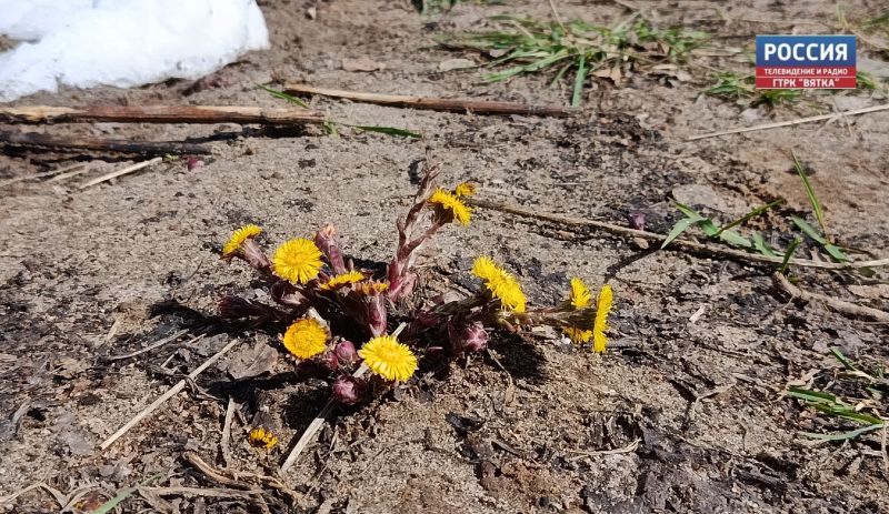 В субботу в Кировской области ожидается дождь
