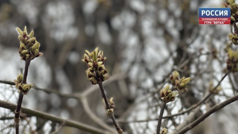 В субботу, 4 апреля, в Кирове возможен дождь и до  14