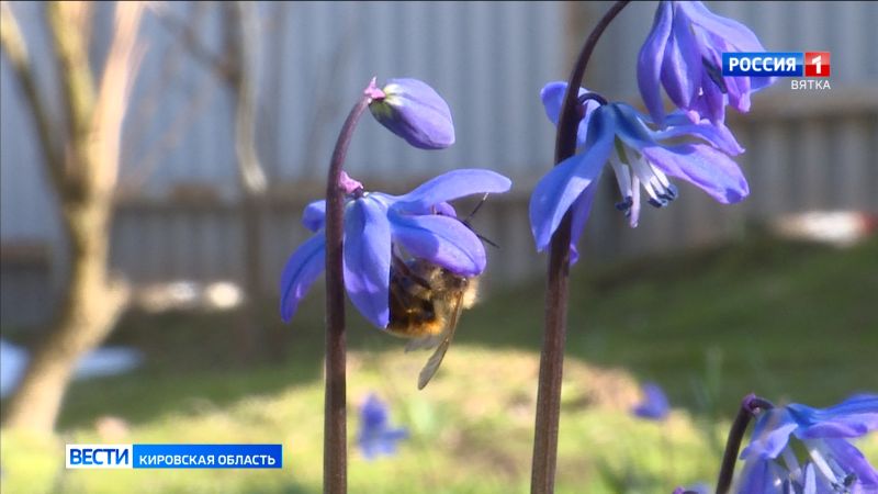 В Кировской области после продолжительной теплой погоды началось похолодание