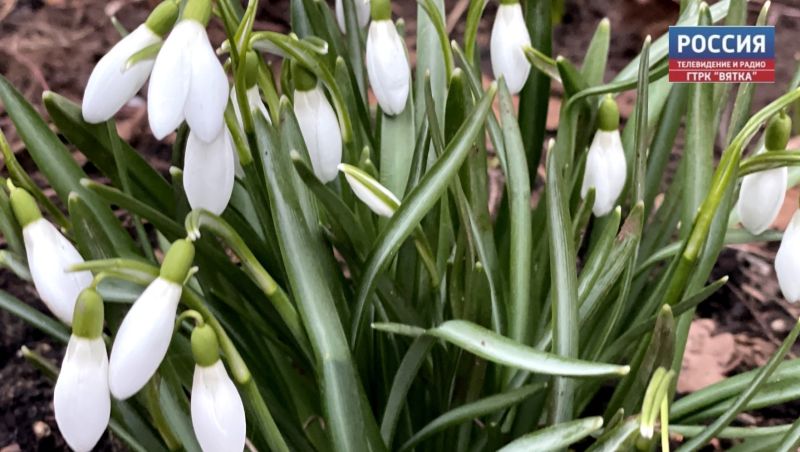 В понедельник в Кирове обещают похолодание и дождь