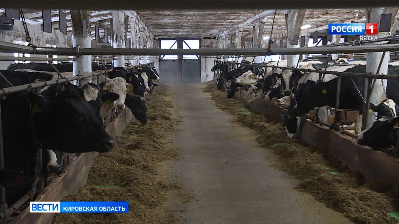 В Кировской области выросло поголовье сельскохозяйственных животных
